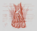 Michael Hensley Drawings, Human Feet 23